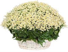 Цветочная композиция из Ромашки в корзине #REPLACE_PRED# Мисирево